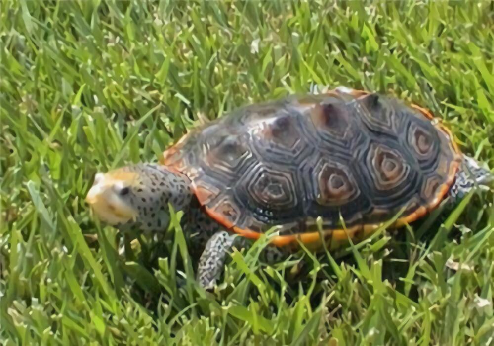 密西西比钻纹龟身份信息