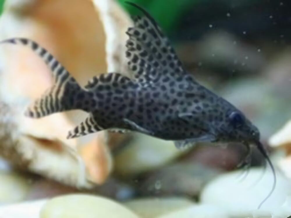 反游猫身份信息