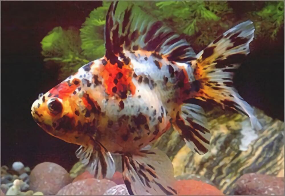 五花长尾草金鱼身份信息