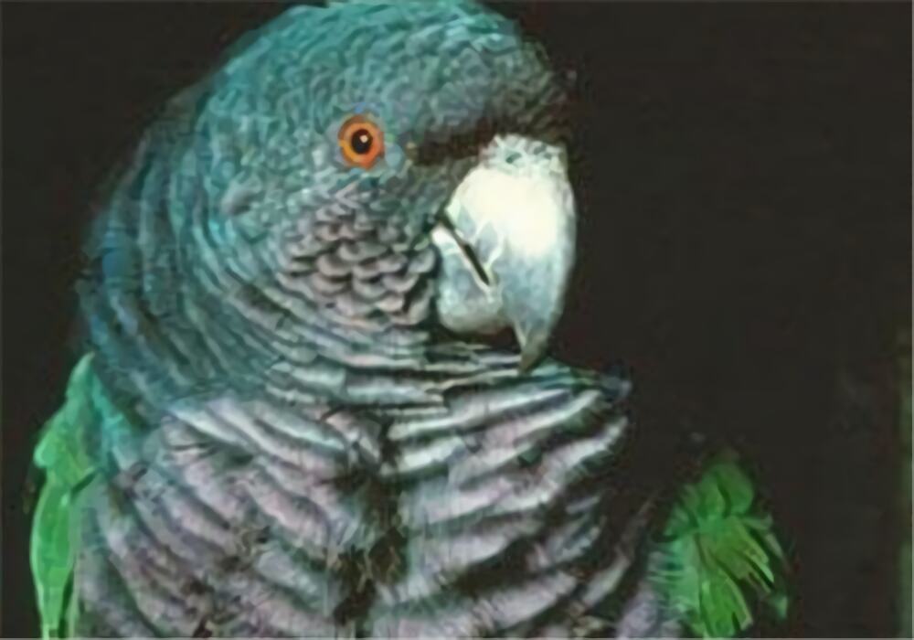 帝王亚马逊鹦鹉身份信息