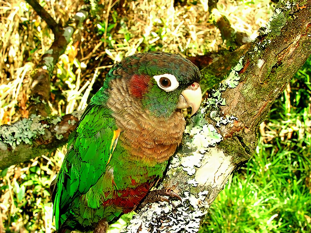 彩绘锥尾鹦鹉身份信息