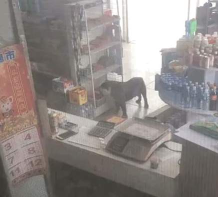 狗狗在小卖部偷火腿肠,临走时还回头瞧瞧老板:记我账上啊!