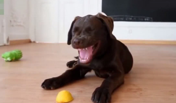 狗狗表情十分古怪，应对笑容还咬牙切齿，一看地面上的青柠檬秒搞清楚