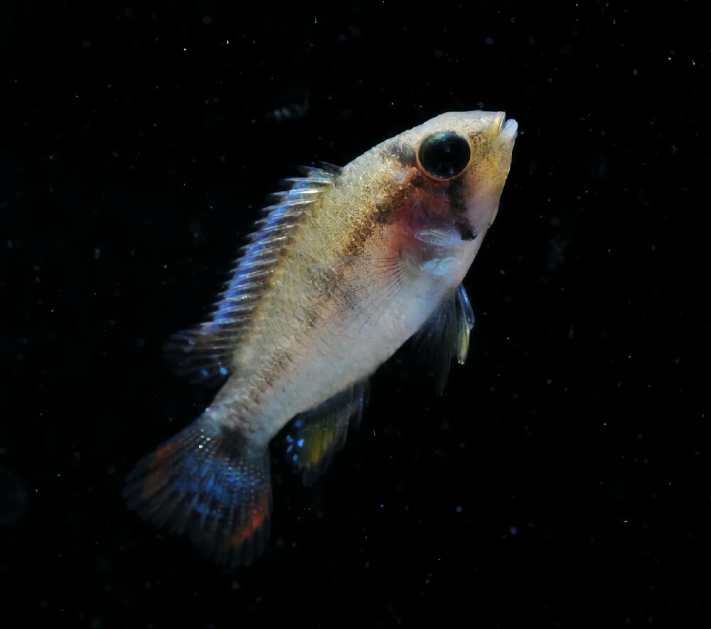 霸王短鲷身份信息