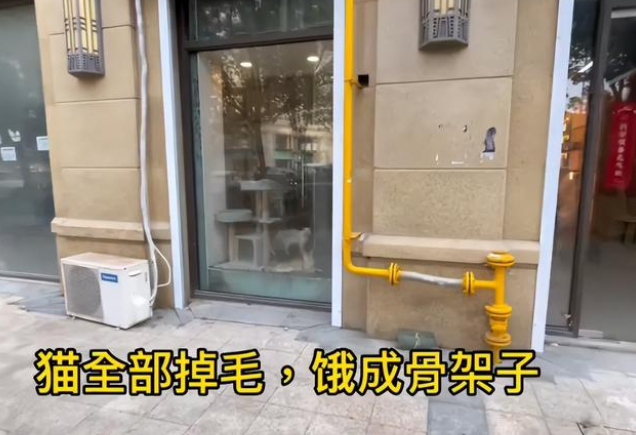 太残忍了!宠物店老板离开半月猫狗被活活渴死饿死
