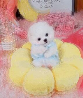 小狗狗被打扮成公主，乖乖躺在萌窝里，心已经被狗萌化！