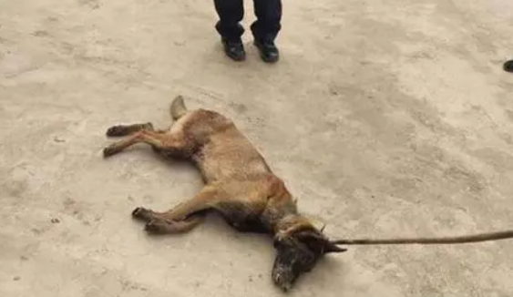 广西灵山一疯狗咬伤多人 警方:已击毙 正在寻找犬主