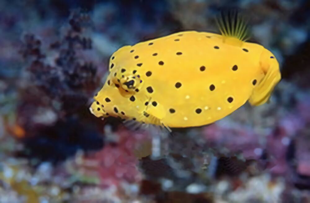 木瓜鱼身份信息