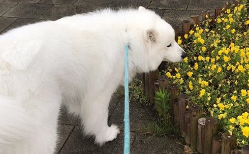 姥姥照料家里猫和狗,萨摩耶软糖和小猫咪麻糬反映出现异常,母亲:没良心