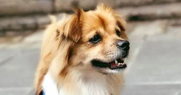 路边捡到了只流浪狗,原以为是只蝴蝶犬,结果长成了这样