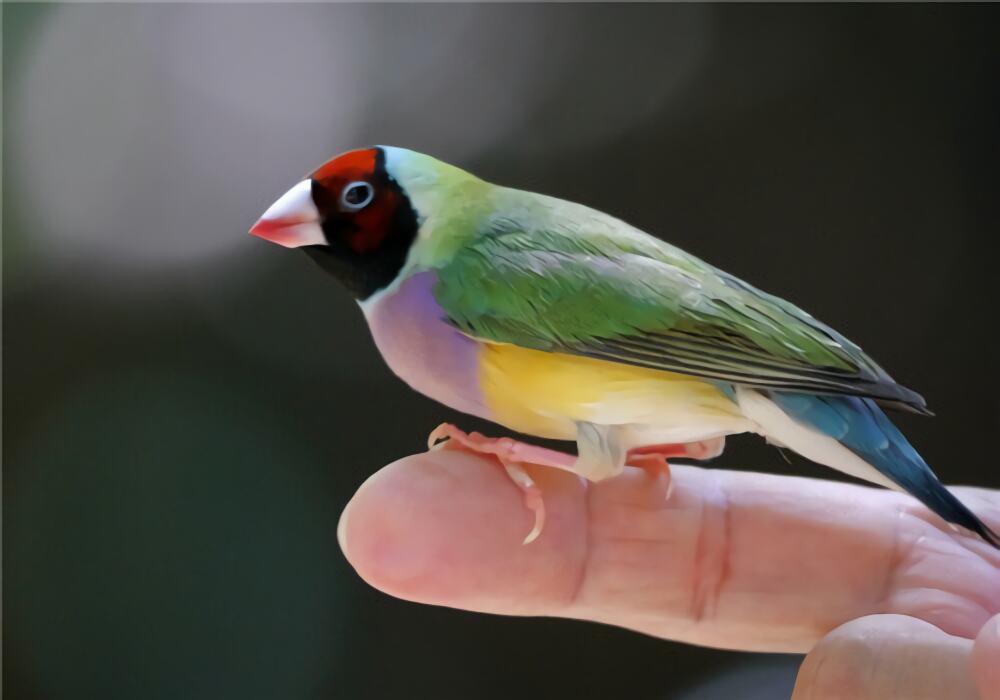 七彩文鸟身份信息