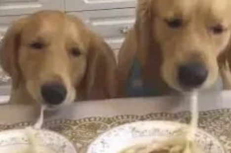 狗狗吸一根鲜面条吸究竟，网民：猜疑鲜面条会假？