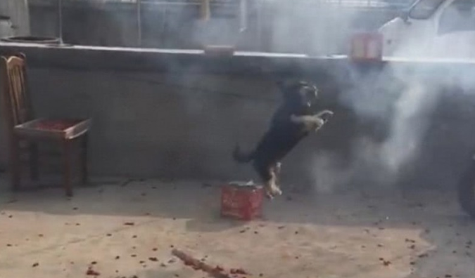 狗狗见到主人完婚，喜得围住鞭炮跳个不断，界面颇有动画特效即视感