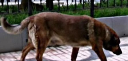 狗狗在主人去世医院门口苦等12年 结局却如此悲惨