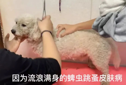 旅游时被一只狗狗赖上,带回家后才发现:捡到宝了!