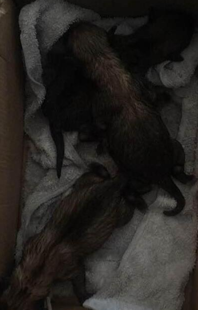 出来遛狗金毛狗狗帮我产生这玩意儿，治好他们，想给他们一个家