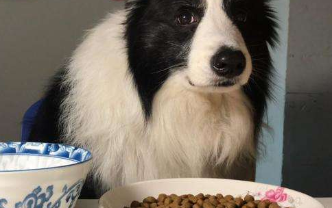 边牧犬蹭吃蹭喝,宠物店:饭量大,主人速来领取…