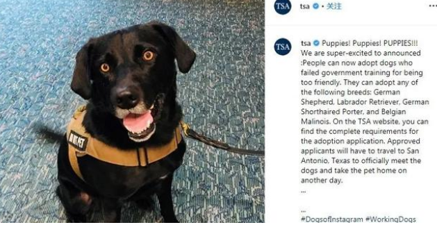 又一批小警犬遭淘汰,原因竟然是这三个!难怪网友都抢着领养!