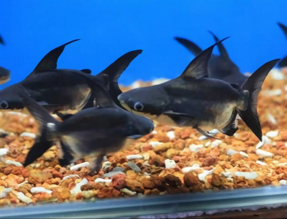 成吉思汗鱼身份信息