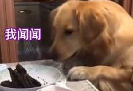 金毛催促主人赶紧分肉吃,真是急死个狗!