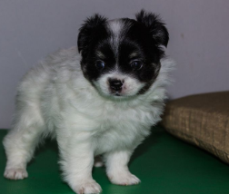 土狗笑得很开心 | 帮农村的土狗搭了个窝，土狗立马开心地笑了，真让人暖心