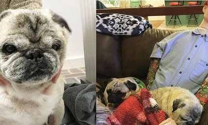 焦虑症巴哥犬超黏爸拔 假把拔的到来安抚它
