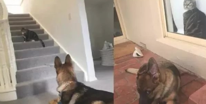 自小跟猫学的!德牧犬跳上椅子,皱眉头硬挤,饲主:每个都要试坐