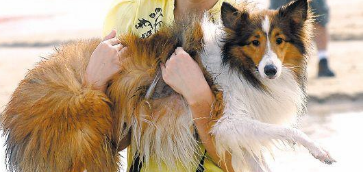 广州严查狗狗身份证 | 广州集中整治违规养犬 街坊呼吁犬只管理网格化