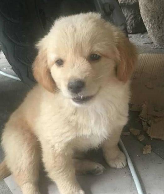 花300网购的金毛犬，三天后收到狗一看，网友：我是不是被骗了