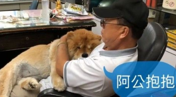 九岁松狮犬因病得福 深得阿公宠爱