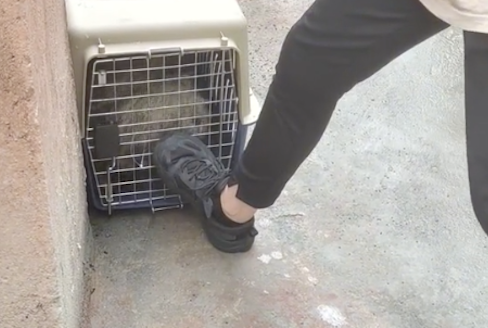 流浪狗差点咬伤女生,被救助后它竟表达歉意,要求被抚摸