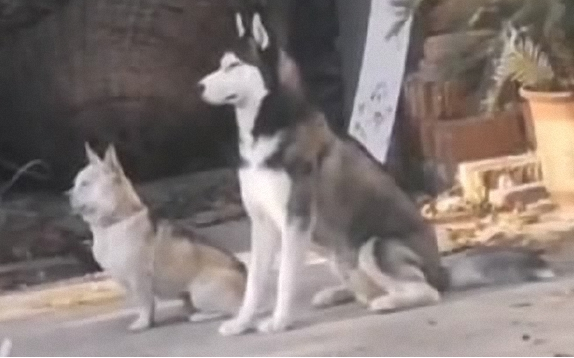 自打我们家二哈返乡下了,老家的土狗就异常了,这也是给带歪了?