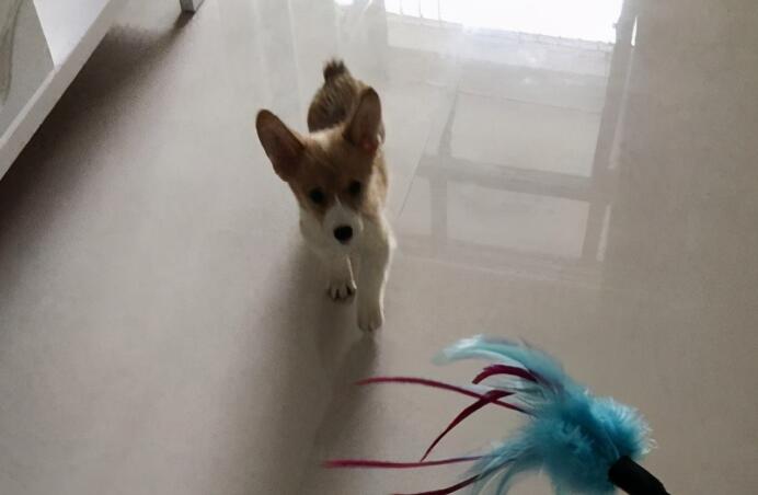 一宠主家的小柯基从小就喜欢玩逗猫棒,主人:我怀疑养了只假狗