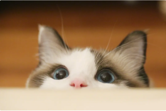 别拿别人的宠物当畜生!盗猫毒狗很残忍,更有可能违法