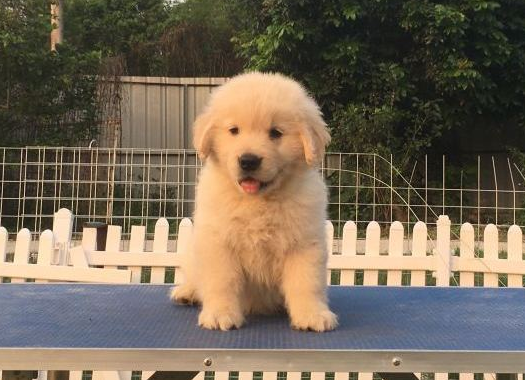 金毛站在高空正高兴,忽然小猫跳上来,狗:你真厉害
