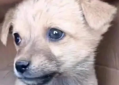 小奶狗刚满月惨遭抛弃!原来是因为它是一只土狗!
