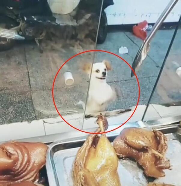 小狗偷吃却不逃,在店门口徘徊,老板:抓了看门还债!