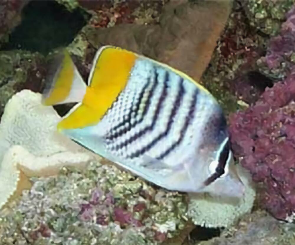 默氏蝴蝶鱼身份信息