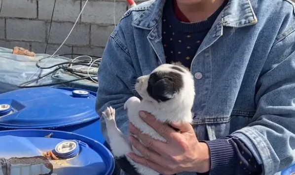 在垃圾桶夹缝中讨生活的小奶狗,懵懵懂懂
