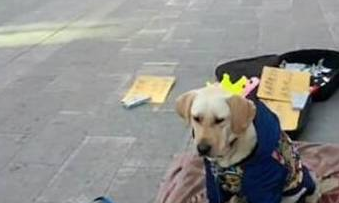 狗狗帮主人去捡垃圾赚钱,和主人讨钱时很配合主人!真的好乖!