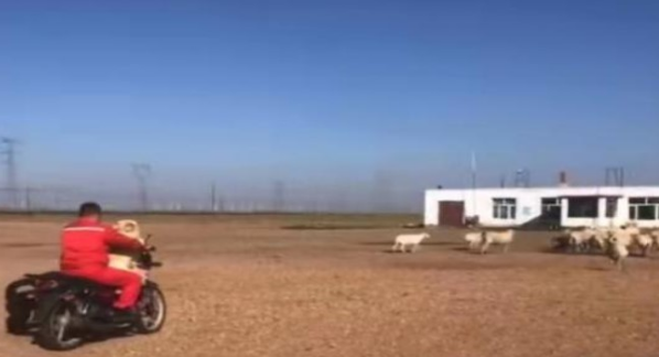 狗狗每日坐摩托车陪主人放羊,好通人性的狗狗