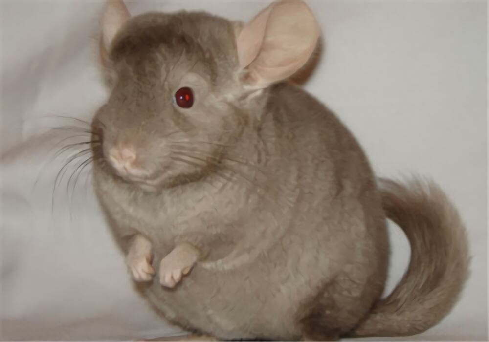 纯啡龙猫身份信息