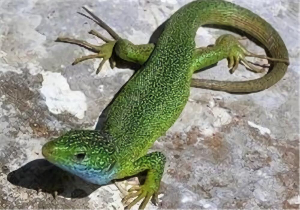 翡翠蜥身份信息