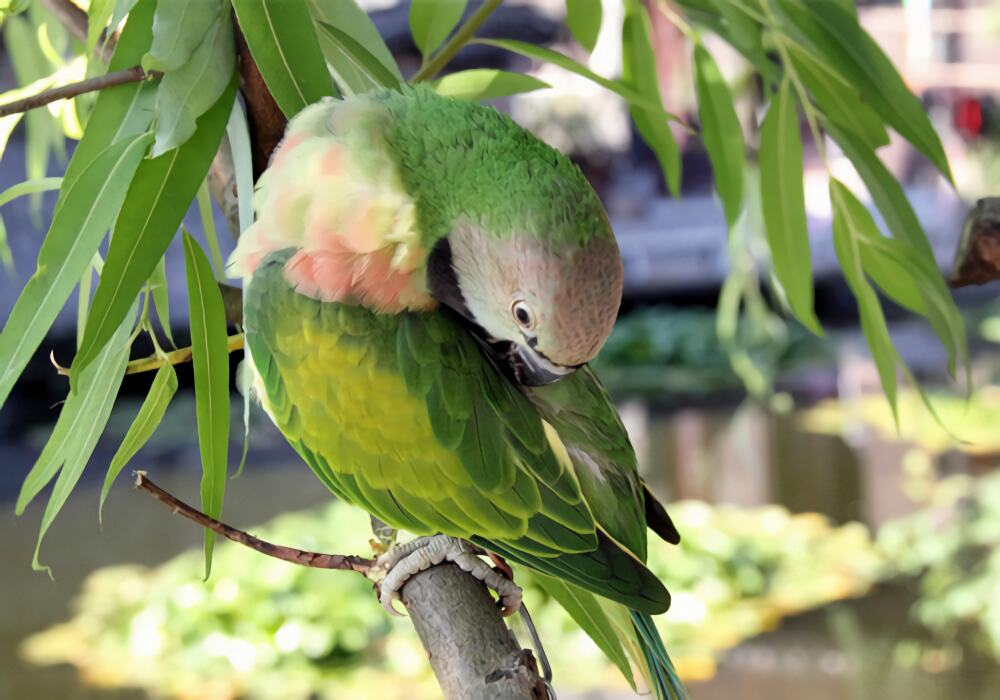 小绯胸鹦鹉身份信息