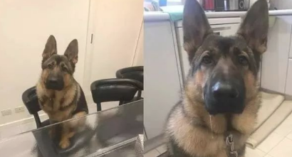 自小跟猫学的!德牧犬跳上椅子,皱眉头硬挤,饲主:每个都要试坐