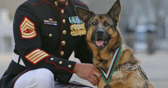 勇敢军犬协助千余人,虽悲剧丧失右腿,却被授于了最大国防纪念章!