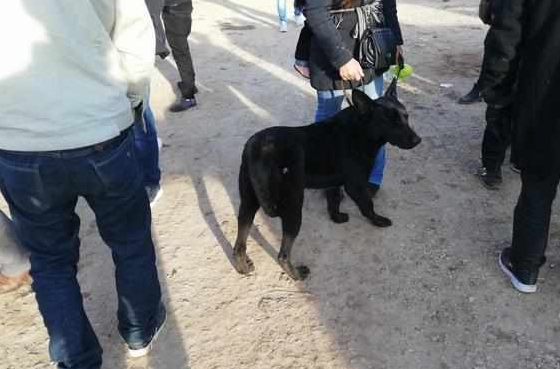 买主已经购买的黑狼犬却因自己力气小带不走,无奈让卖家帮忙!
