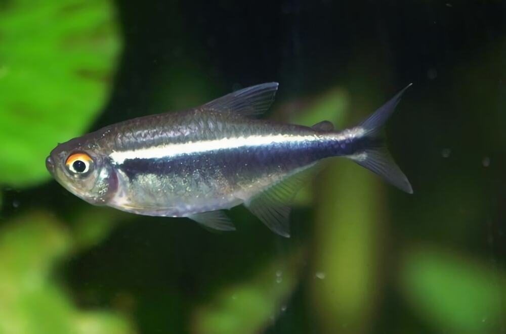 黑莲灯身份信息