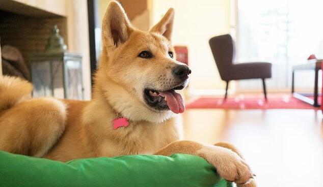 主人下班回家,柴犬笑眯眯地门口迎接,走进门主人却不那么高兴了