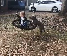 超暖狗保姆比特犬 前脚加嘴巴推弟弟荡秋千